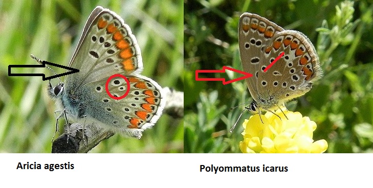 Aricia agestis - No,  Polyommatus icarus